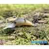 Wobler SHIMANO Cardiff Fuwatoro 35F - Olive Wobler SHIMANO Cardiff Fuwatoro 35F - Olive