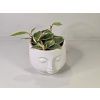 PlanBros flower Hoya Carnosa Krimson Queen PlanBros flower Hoya Carnosa Krimson Queen