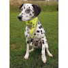 Neckerchief, reflective, XS–S: 22–28 cm Neckerchief, reflective, XS–S: 22–28 cm