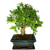 Zelkova 415 - izbové bonsaje Zelkova 415 - izbové bonsaje