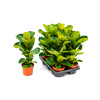 Ficus lyrata bambino 12x30 cm Ficus lyrata bambino 12x30 cm
