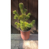 Borovica ostitá (Pinus aristata) veľkosť 60cm+ Borovica ostitá (Pinus aristata) veľkosť 60cm+