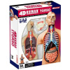 4D Master - Anatomia človeka - Deluxe torzo model 38 cm 4D Master - Anatomia človeka - Deluxe torzo model 38 cm