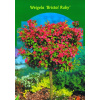 Weigel krík na propagačnom kufri Bristol Ruby! (Weigel krík na propagačnom kufri Bristol Ruby!) Weigel krík na propagačnom kufri Bristol Ruby! (Weigel krík na propagačnom kufri Bristol Ruby!)