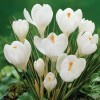 Crocus Jeanne d Arc Crocus Jeanne d Arc