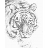 ZUTY Bodkovanie - TIGER V SNEHU Rámovanie: bez rámu a bez vypnutia plátna, Rozmer: 80x100 cm ZUTY Bodkovanie - TIGER V SNEHU Rámovanie: bez rámu a bez vypnutia plátna, Rozmer: 80x100 cm