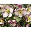 Čemerice 'HGC Ice n' Roses Mary Marble' - Helleborus Čemerice 'HGC Ice n' Roses Mary Marble' - Helleborus
