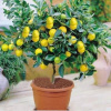 Lemon Lemon Lemer 20-40 cm P12 (Lemon Lemon Lemer 20-40 cm P12) Lemon Lemon Lemer 20-40 cm P12 (Lemon Lemon Lemer 20-40 cm P12)