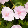 Geranium sanguineum 'Vision Pink' Geranium sanguineum 'Vision Pink'