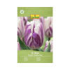 Tulipány FloraSelf Flaming Flag 10 ks Tulipány FloraSelf Flaming Flag 10 ks