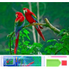Diamantová mozaika Norimpex Papagáje na vetve 1004942 Diamantová mozaika Norimpex Papagáje na vetve 1004942