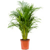 Dypsis (Areca) lutescens R21cm V100cm Dypsis (Areca) lutescens R21cm V100cm