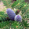 Jedľa kórejská - Abies koreana - semená - 7 ks Jedľa kórejská - Abies koreana - semená - 7 ks