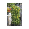 Čiernooká Zuzana žltá FloraSelf Thunbergia alata pyramída celková výška cca 90 cm kvetináč Ø 19 cm Čiernooká Zuzana žltá FloraSelf Thunbergia alata pyramída celková výška cca 90 cm kvetináč Ø 19 cm