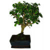 Izbová bonsaj Carmona microphylla - čaj fuki 439 Izbová bonsaj Carmona microphylla - čaj fuki 439