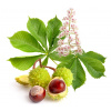 Pagaštan Konský Kvet 50g (Aesculus hippocastanum) Pagaštan Konský Kvet 50g (Aesculus hippocastanum)