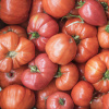 BIO Paradajka Bührer-Keel - Solanum lycopersicum - predaj bio semien - 8 ks BIO Paradajka Bührer-Keel - Solanum lycopersicum - predaj bio semien - 8 ks