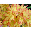 JAVOR DLANITOLISTÝ 'ORANGE DREAM' ACER PALMATUM JAVOR DLANITOLISTÝ 'ORANGE DREAM' ACER PALMATUM