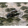 Wobler IMAGO Maybug 3F - Flow Wobler IMAGO Maybug 3F - Flow