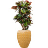 Private Label Croton (Codiaeum) variegatum 'Petra' in Laos R27cm V144cm Private Label Croton (Codiaeum) variegatum 'Petra' in Laos R27cm V144cm