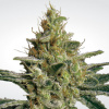 Paradise Seeds Allkush Balenie: 5 Paradise Seeds Allkush Balenie: 5