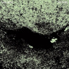JAYE JAYLE - NO TRAIL AND OTHER UNHOLY PATHS (LP) JAYE JAYLE - NO TRAIL AND OTHER UNHOLY PATHS (LP)