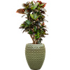 Private Label Croton (Codiaeum) variegatum 'Petra' in Laos R27cm V143cm Private Label Croton (Codiaeum) variegatum 'Petra' in Laos R27cm V143cm