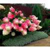 Vanille fraise Two -Color Hydrangea je najkrajší (Vanille fraise Two -Color Hydrangea je najkrajší) Vanille fraise Two -Color Hydrangea je najkrajší (Vanille fraise Two -Color Hydrangea je najkrajší)