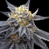 Crockett Family Farms - SSOG 6 ks - semená neobsahujú THC Crockett Family Farms - SSOG 6 ks - semená neobsahujú THC