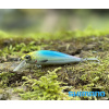 Wobler SHIMANO Cardiff Stream Flat 50S - Tanago Wobler SHIMANO Cardiff Stream Flat 50S - Tanago