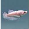 Betta splendens Betta splendens