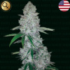 Narcos Seeds - Miami Sunset OG 3 ks - Semená neobsahujú THC Narcos Seeds - Miami Sunset OG 3 ks - Semená neobsahujú THC