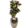 Private Label Croton (Codiaeum) variegatum 'Petra' in Laos R27cm V143cm Private Label Croton (Codiaeum) variegatum 'Petra' in Laos R27cm V143cm