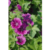 Slez Maursky Kvet (Malva mauritiana ) 20g Slez Maursky Kvet (Malva mauritiana ) 20g