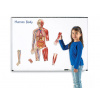 Learning Resources Learning Resources Obojstranné magnetické ľudské telo Learning Resources Learning Resources Obojstranné magnetické ľudské telo