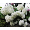 Hydrangea s veľkým sadom drevnej Annabelle. 1,5 l (Hydrangea s veľkým sadom drevnej Annabelle. 1,5 l) Hydrangea s veľkým sadom drevnej Annabelle. 1,5 l (Hydrangea s veľkým sadom drevnej Annabelle. 1,5 l)