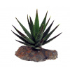 Lucky Reptile-Sukulenty Tiger Aloe, cca 8 cm Lucky Reptile-Sukulenty Tiger Aloe, cca 8 cm