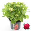 Hortenzia Hydrangea macrophylla Red Beauty červená 22x45 cm Hortenzia Hydrangea macrophylla Red Beauty červená 22x45 cm