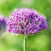 Cesnak Karatavský - Allium - cibuľoviny - 3 ks Cesnak Karatavský - Allium - cibuľoviny - 3 ks