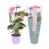 Anthurium andr. Cavalli ružová XL 14x50 cm Anthurium andr. Cavalli ružová XL 14x50 cm