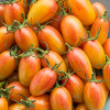 paradajka blush, blush tomato, cherry paradajka, semena paradajok, kolíková paradajka, sladká paradajka, žltá paradajka, oranžová paradajka, odroda blush, semienka paradajky blush, farmalekvarik, rajč paradajka blush, blush tomato, cherry paradajka, semena paradajok, kolíková paradajka, sladká paradajka, žltá paradajka, oranžová paradajka, odroda blush, semienka paradajky blush, farmalekvarik, rajč