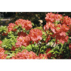Azalka pontská opadavá Azalea luteum výška 30-40 cm kvetináč 5 l červená Azalka pontská opadavá Azalea luteum výška 30-40 cm kvetináč 5 l červená