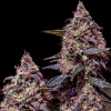 Positronics - Somango #47 3 ks - Semená neobsahujú THC Positronics - Somango #47 3 ks - Semená neobsahujú THC