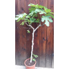 Figovník jedlý (Ficus carica ´Brown Turkey´) veľkosť 130cm Figovník jedlý (Ficus carica ´Brown Turkey´) veľkosť 130cm