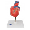 Klasické srdce, 2 časti (Anatomické modely) Klasické srdce, 2 časti (Anatomické modely)