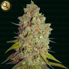 Narcos Seeds - Agent Murphy 3 ks - Semená neobsahujú THC Narcos Seeds - Agent Murphy 3 ks - Semená neobsahujú THC