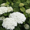 Hydrangea arborescens Strong Annabelle Co3L 25/30 Hydrangea arborescens Strong Annabelle Co3L 25/30