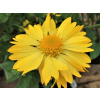 Gaillardia aristata žltá sadenica v nádobe s objemom 1-2 l Gaillardia aristata žltá sadenica v nádobe s objemom 1-2 l