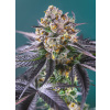 Sweet Seeds Red Strawberry Banana Auto neobsahuje THC 3 semena Sweet Seeds Red Strawberry Banana Auto neobsahuje THC 3 semena