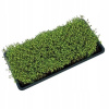 Girlandový plastový podnos Microgreens s odtokom 56x28x3 cm Girlandový plastový podnos Microgreens s odtokom 56x28x3 cm
